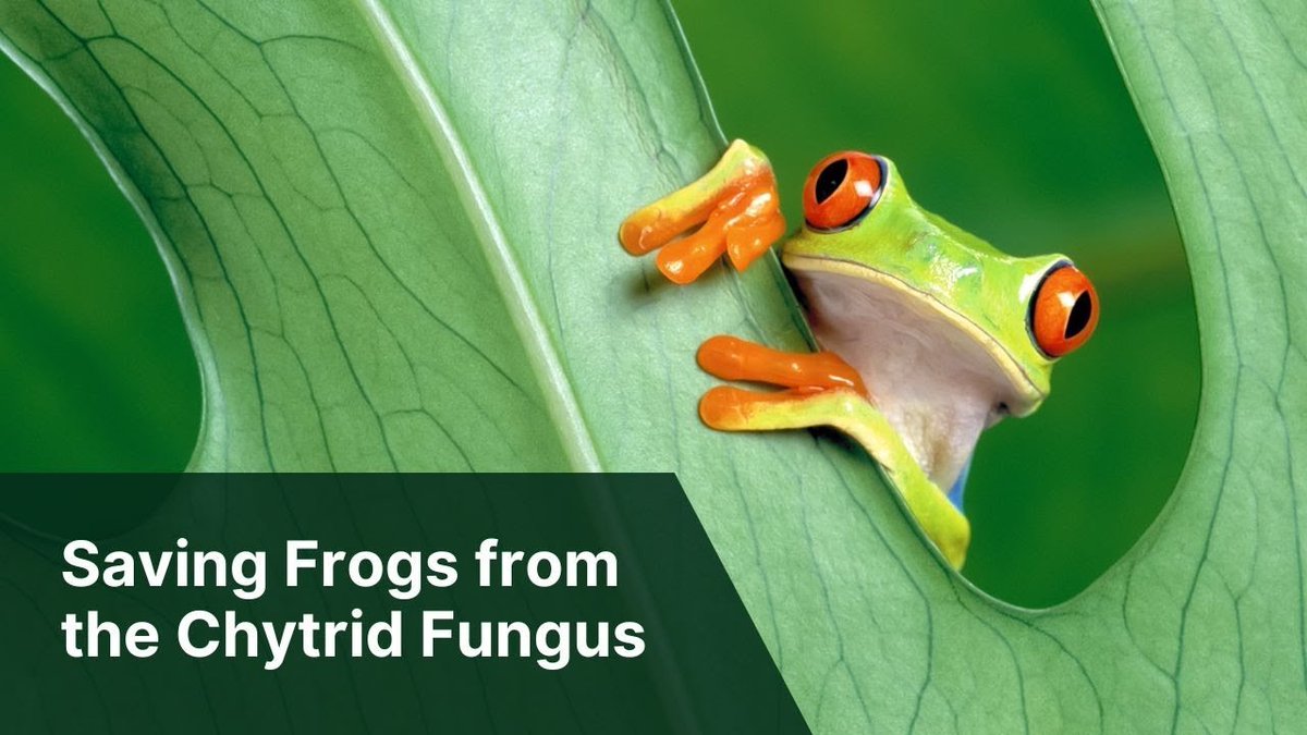 ecochat_podcast's tweet photo. NEW EP: Saving Frogs from the Chytrid Fungus with
@NicholasWuNZ
Listen/watch ↓ https://t.co/LBo5ihLymK
#frogs #froglover #amphbians #chytrid #pollution #climatechange #pepe #amphibia #biodiversity #nature #animals #wildlife #cute https://t.co/TgopczzDHp