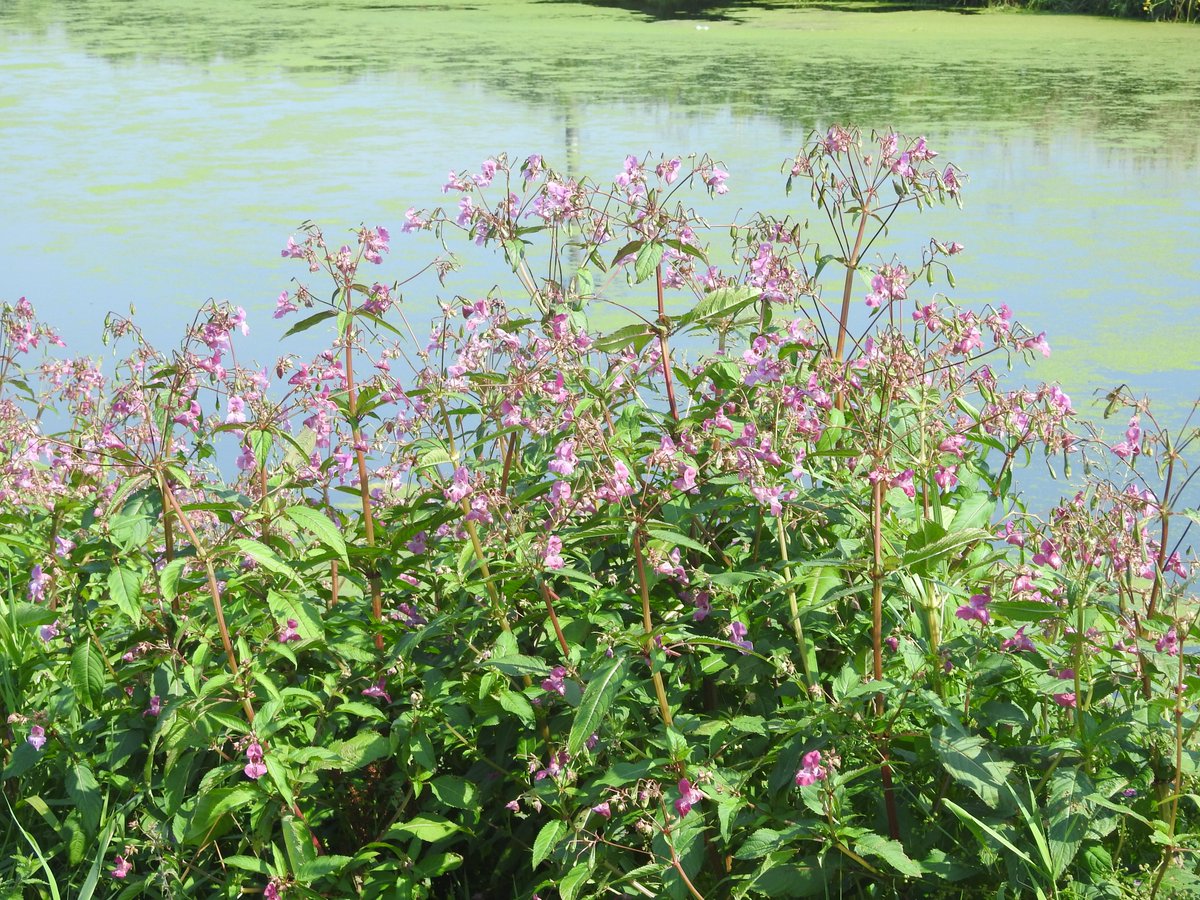 IanThewildside's tweet photo. Rewilding a Lost Landscape - Lincolnshire's Ancholme Valley

Downloadable from my blog: 

https://t.co/CHteIyREXV

Please share. Thanks. https://t.co/9ZAgwW7OXL