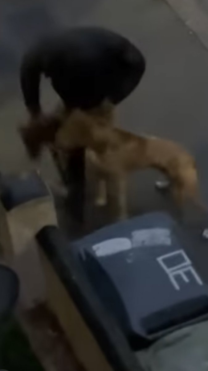 wendz-on-twitter-rt-jacquisaid-rocky-was-killed-by-these-two-dogs