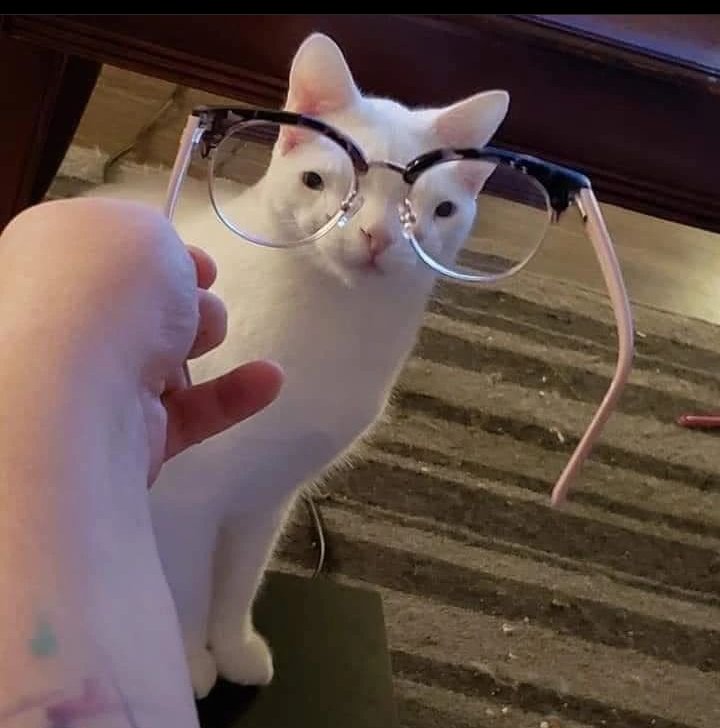 Why you should have a cat tweet media