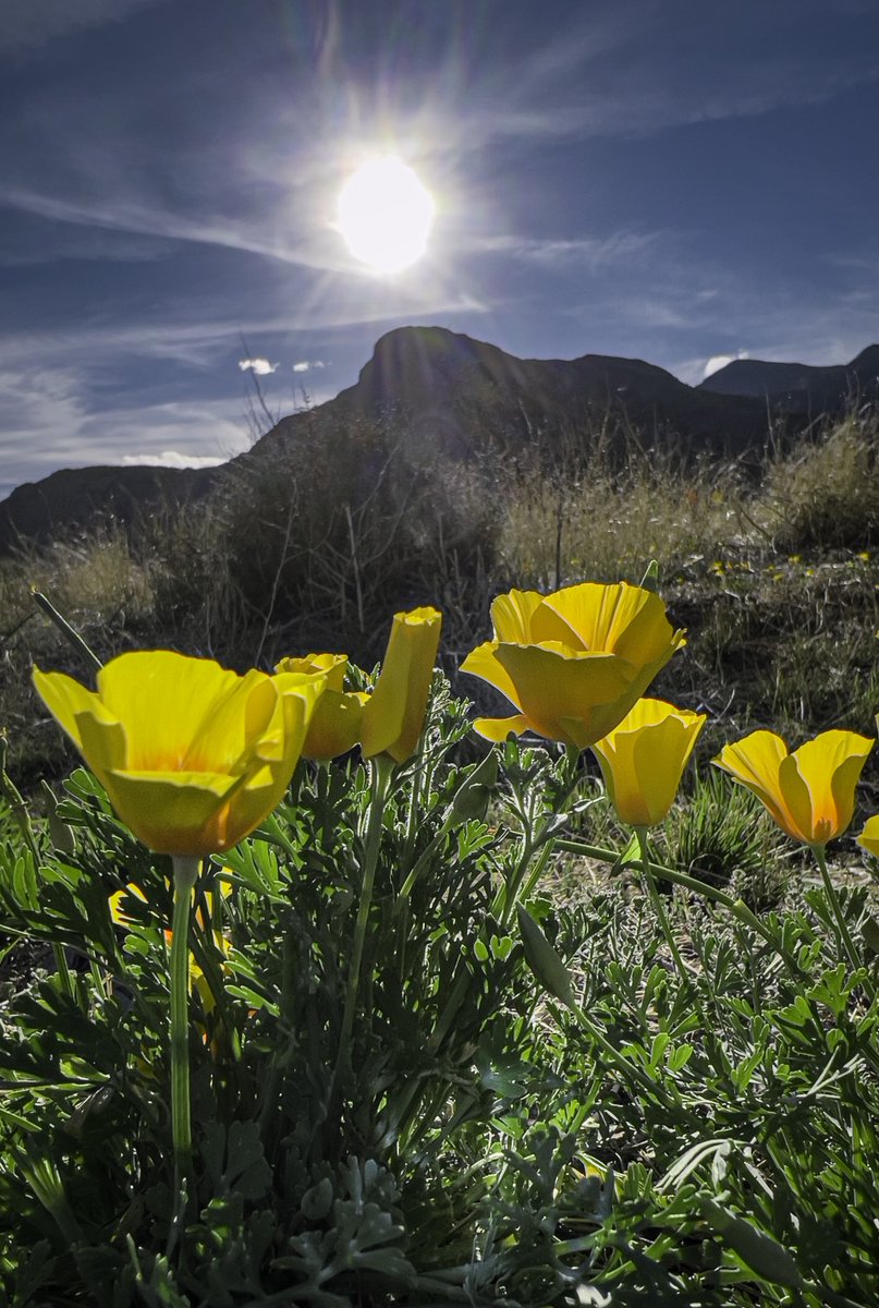 Castner Range National Monument has so much beauty to offer! Learn all about the many plants, species, and wildlife that live in this protected land at CastnerRange.org. 

#Castner4Ever #MonumentsForAll