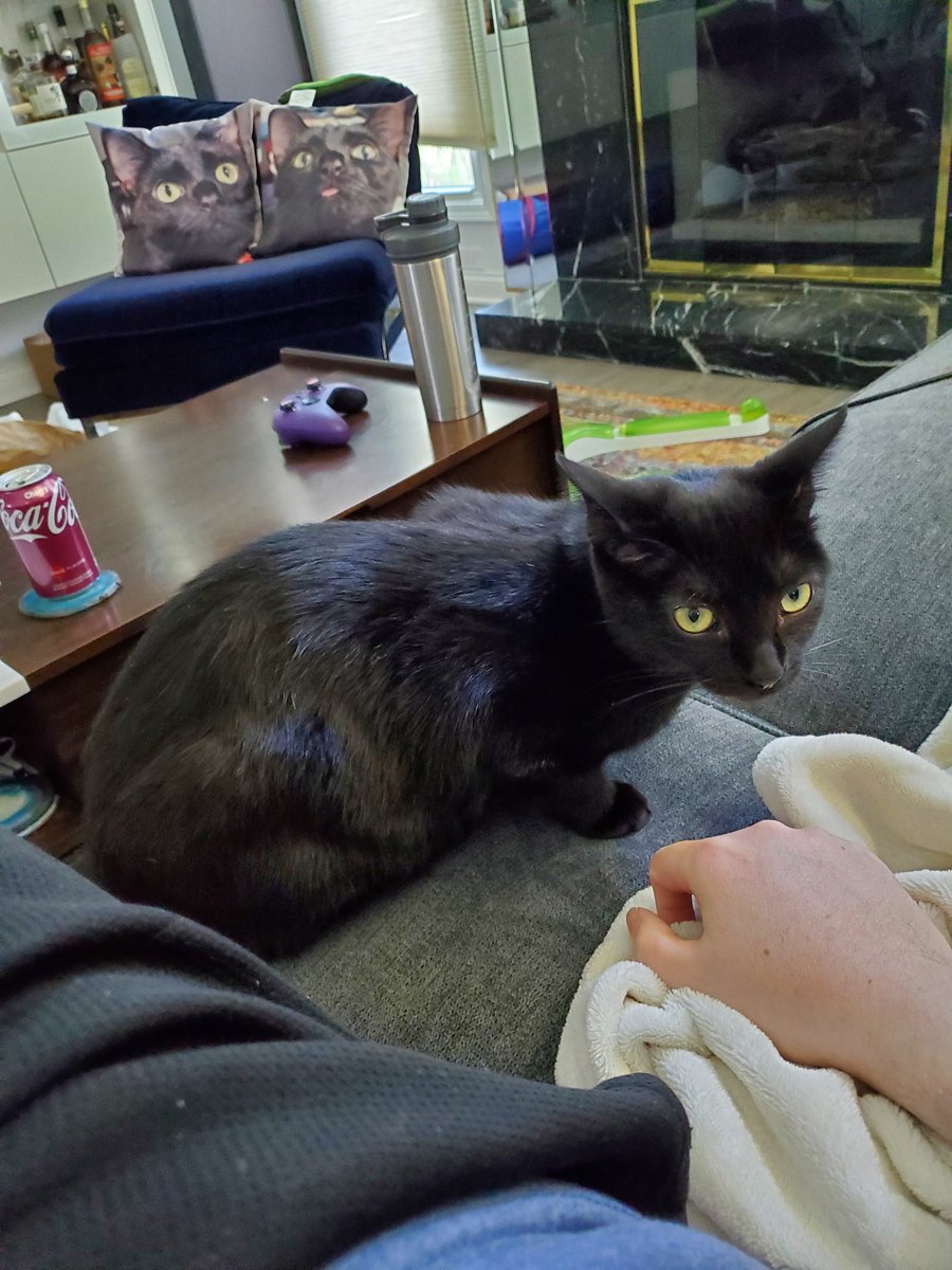 CrohnsGamer's tweet photo. Man last day of #catcation https://t.co/GT56n1lT8j