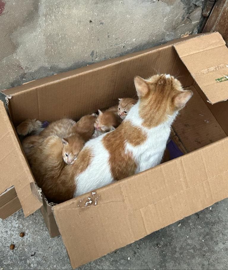 ⚠️لقيوهم بالزيدانية⚠️
اعتقد اللي تخلص (او تخلصت) منهم انو خلص ما بقا حتسمع صوتهم ولا حيزعجها المكان الصغير اللي طلبته هالإم لتخلص رضاعة ورعاية لهالصغار...تجبروا عليهم وهم مخلوقات الله واوصى فيهم!
ارجوكم بحاجة لمكان لهم☎️70932310
معليش، تجبّر!
كن من تكون، فاليوم تمشي وغداً مدفون!