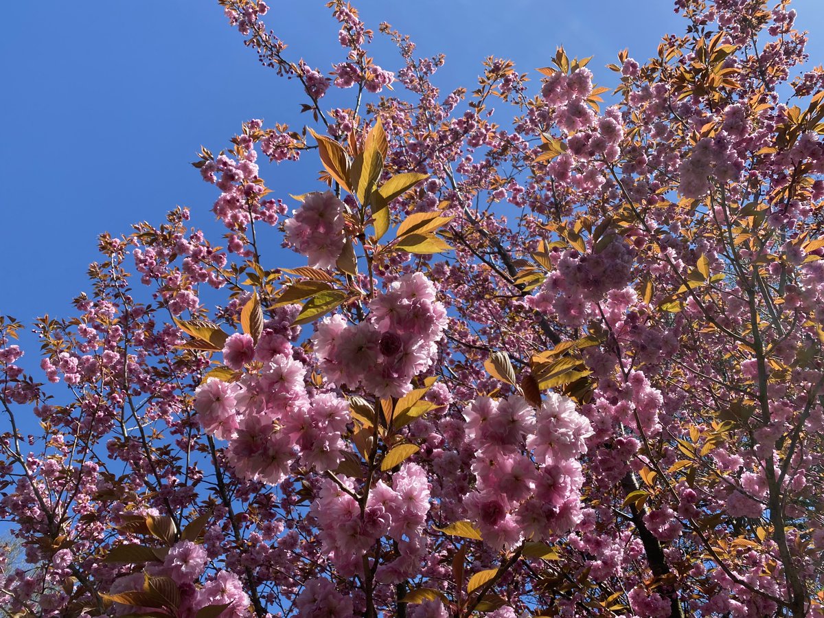RogerCrookes's tweet photo. Todays  highlights in the school gardens were Cherries - white fruiting variety  (Stella I think) and a glorious pink flowering variety (Kanzan maybe?) -  what a joy a clear spring day can be! @Ysgoltycoch https://t.co/wIqFwsvvG7