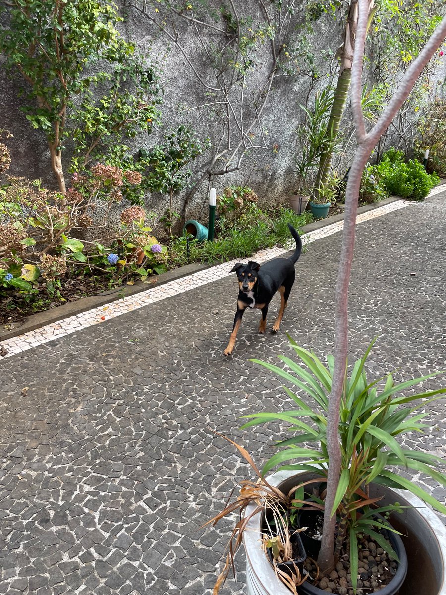 O meu cão fugiu de casa domingo, por volta das 14/15.
Vivo em São Gonçalo, na Boa Nova.
O cão chama-se Bolt e tem chip
Caso o encontrem por favor contactem um destes números:

962713332
969955810
965014022