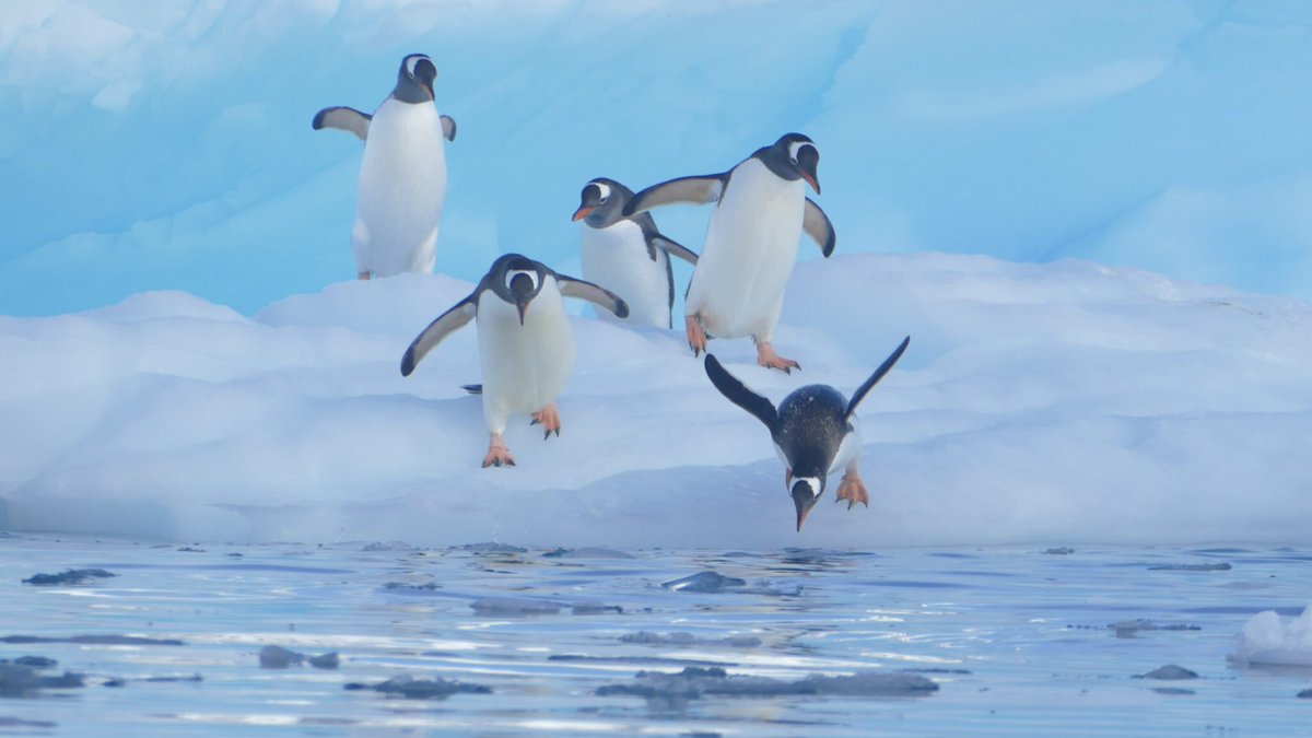 foxworldtravel's tweet image. Hey, hey - it’s 𝐖𝐨𝐫𝐥𝐝 𝐏𝐞𝐧𝐠𝐮𝐢𝐧 𝐃𝐚𝐲!🐧

Check out Rose Gray’s blog about her trip to 𝔸𝕟𝕥𝕒𝕣𝕔𝕥𝕚𝕔𝕒 with 𝐅𝐨𝐱 𝐆𝐫𝐨𝐮𝐩 𝐕𝐚𝐜𝐚𝐭𝐢𝐨𝐧𝐬!❄️

foxworldtravel.com/why-would-anyo…✨

#FoxWorldTravel #AntarcticaTravel #FoxGroupVacations