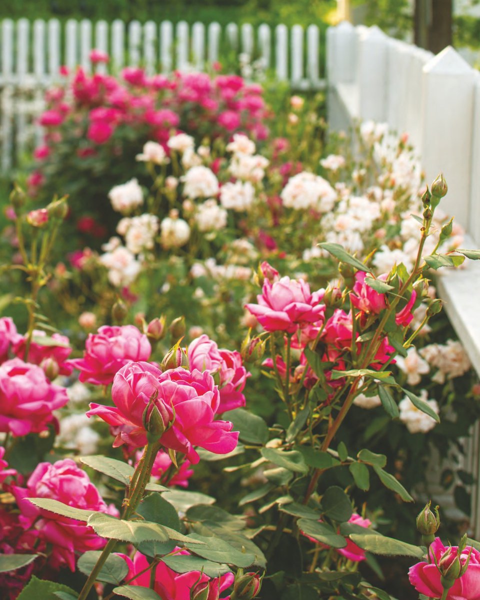 SouthernLadyMag's tweet photo. Enjoy the sweet beauty of pretty petals unfurling all around. See more warm-weather garden inspiration in our May/June 2023 issue, available for purchase on newsstands and online at https://t.co/Dgahoy5Qev.

#southernladymag #springinthesouth #summerinthesouth #roses #pinkflowers https://t.co/Z4Tr8AVivI