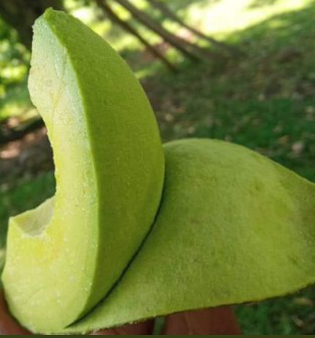 gibson_jeffrey6's tweet photo. Quelle nourriture passe le mieux avec l'avocat ? https://t.co/mXjOl4LkH1