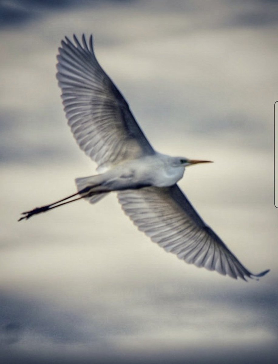 #greatwhiteegret #TwitterNatureCommunity #RSPB #birdphotography #bird #birds #nature #naturelover #birdinflight #wildlifephotography