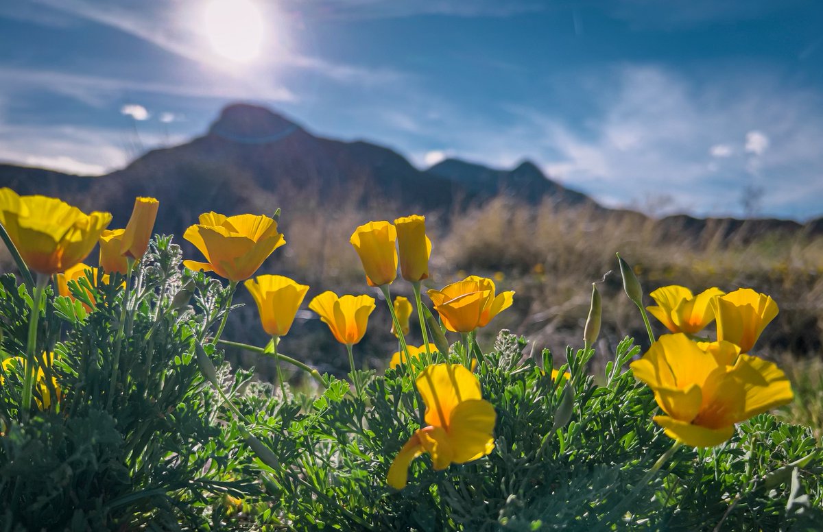 Castner Range National Monument tweet media