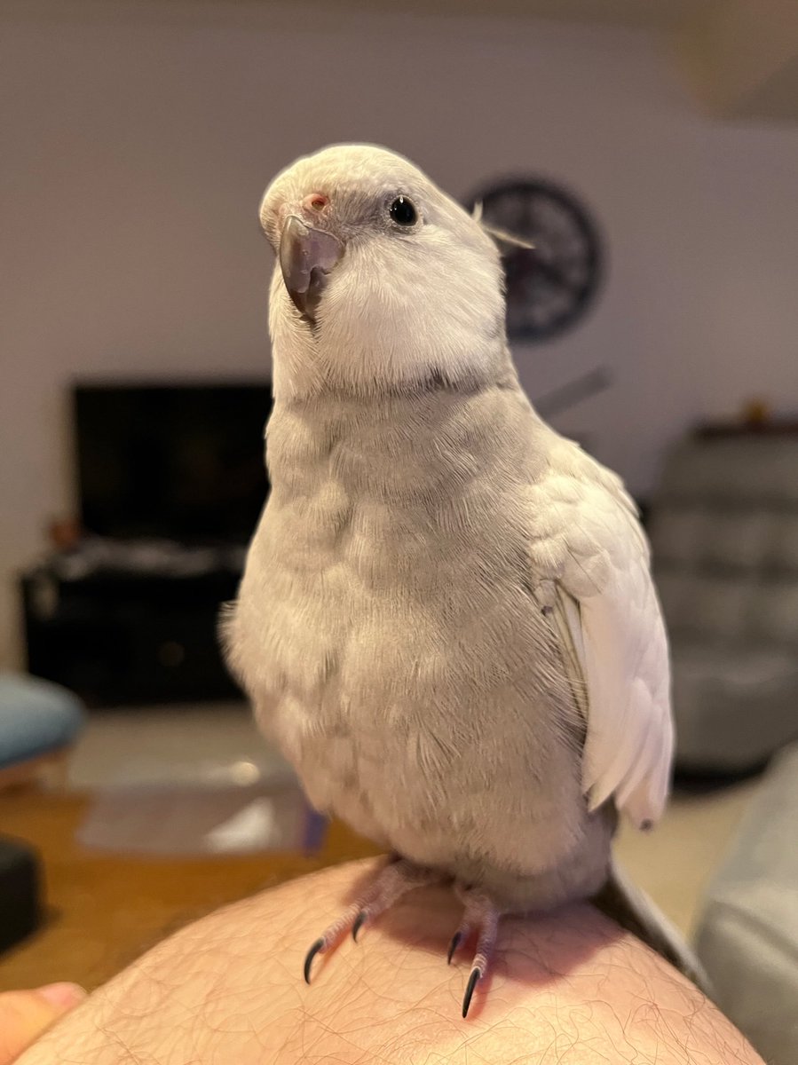 princessinpod's tweet photo. Just found out Steamboat Willy will be hitting public domain in 2024. This is great news for our podcast, since this distinguished gentlebirb loves to randomly whistle it while we’re recording. https://t.co/bBl9lXjsHF
