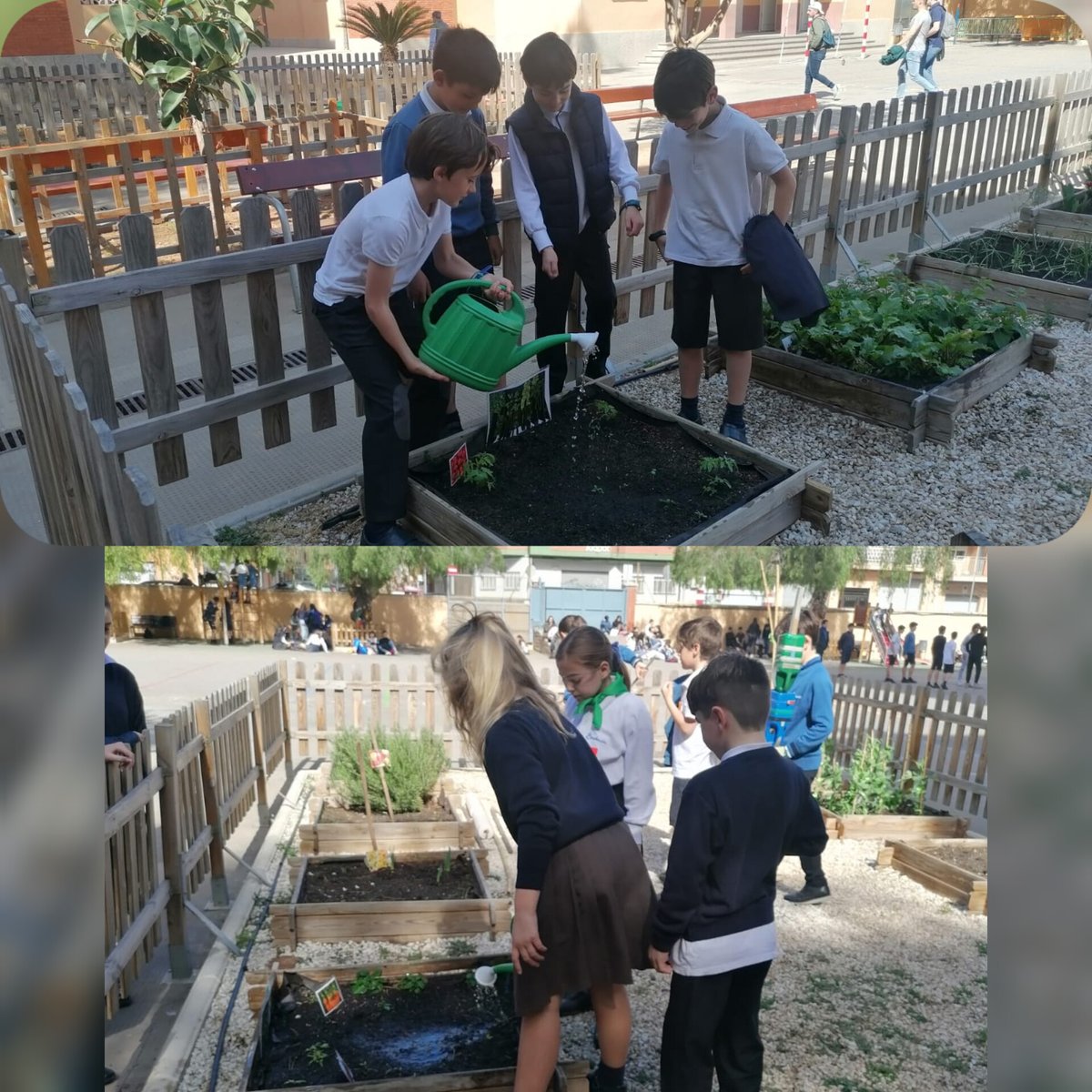 ConsolacionCas's tweet photo. ¡Verdurita fresca y saludable!
L@s alumn@s de 3⁰ de Primaria hemos recogido nuestra primera cosecha.
¡Rabanitos y zanahorias!🥕🥕En "L’hortet de Mª Rosa Molas"
#consolacioneduca https://t.co/MJL77s2zvr