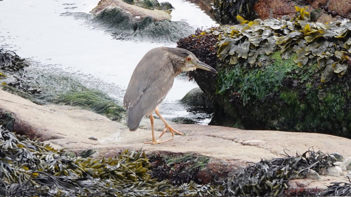 WelshNatureLady's tweet photo. Amazing trip to St Kilda with @dm3ssag3 lots of wildlife spotted,   Minke Whale, Dolphins, Night Heron, Seals, Soay Sheep, Puffin, Gannet to name but a few, thanks to #Kildacruises for the fantastic trip. Here are just a few of the many photos taken (1/2)
#TeamHerta @StKildaNTS https://t.co/Bg6OHcONd8