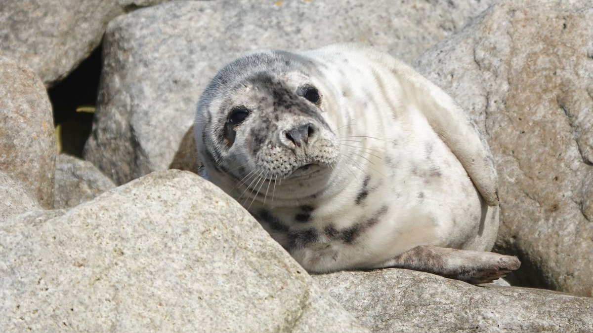 WelshNatureLady's tweet photo. Amazing trip to St Kilda with @dm3ssag3 lots of wildlife spotted,   Minke Whale, Dolphins, Night Heron, Seals, Soay Sheep, Puffin, Gannet to name but a few, thanks to #Kildacruises for the fantastic trip. Here are just a few of the many photos taken (1/2)
#TeamHerta @StKildaNTS https://t.co/Bg6OHcONd8