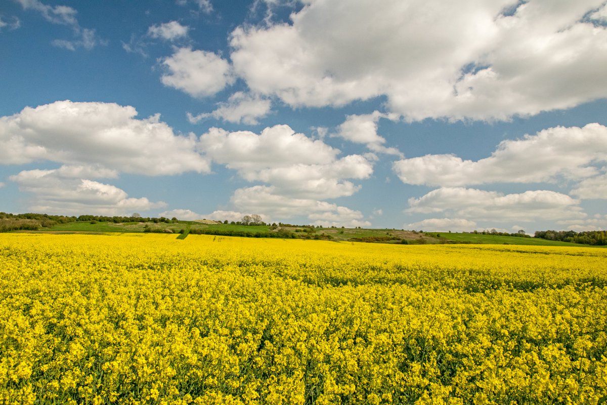 Classic April Lincolnshire scene, fields of oilseed rape under a big sky @Visit_Lincs @LincsSkies @StormHour @NKWalking #LincsConnect #LINCOLNSHIRE