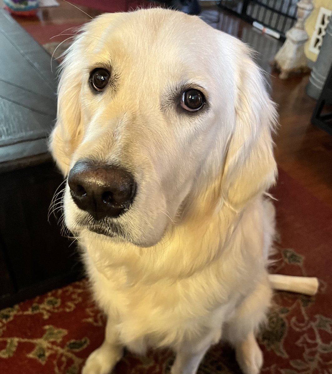 MeetMaxie's tweet photo. Worried about whether you’re going to pick up that ball and throw it… https://t.co/kjm8P5T47L