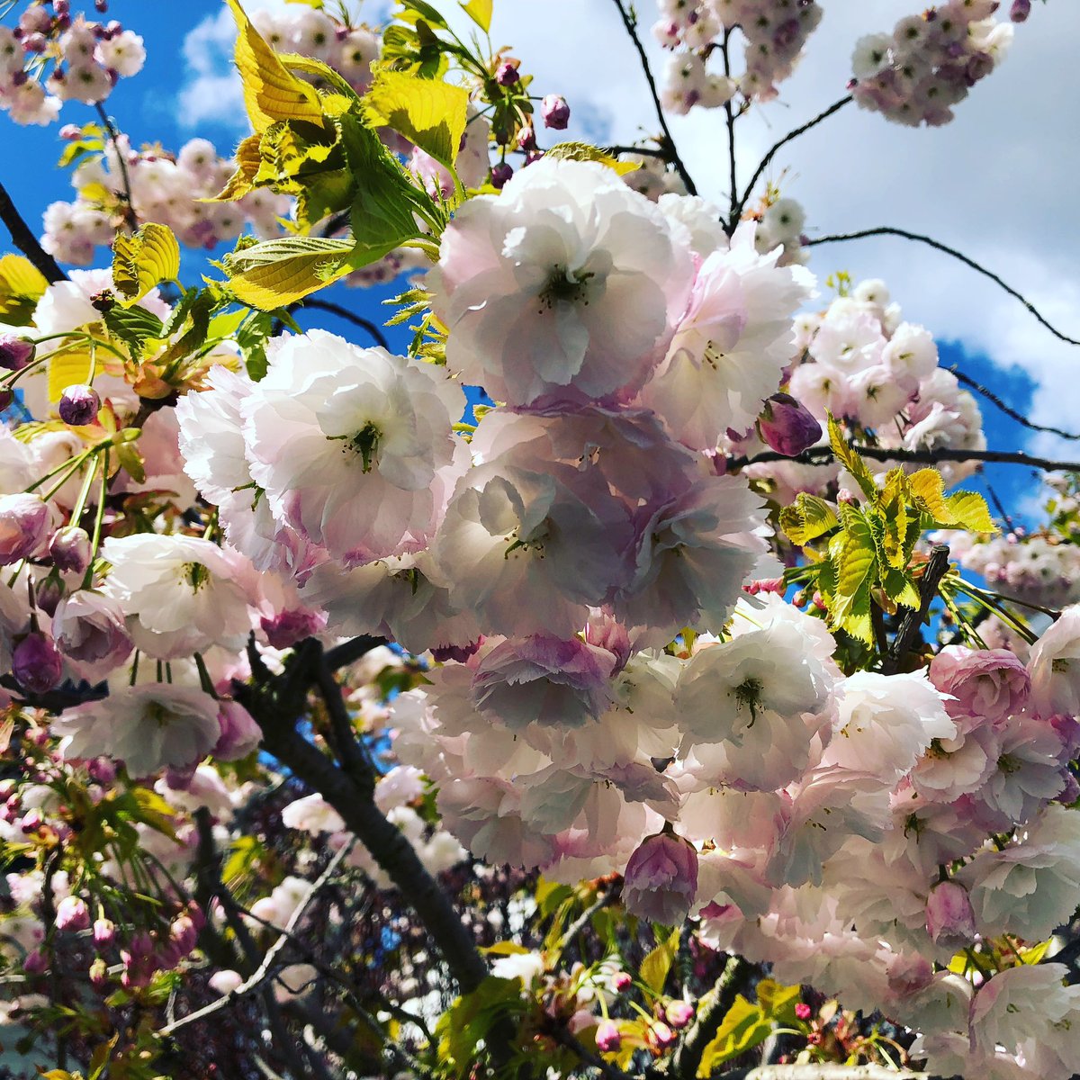 Beautiful blossom.

#blossom #cherryblossom #leighonsea #essex #Southend <a href="/FriendsSouthend/">Friends of Southend</a>