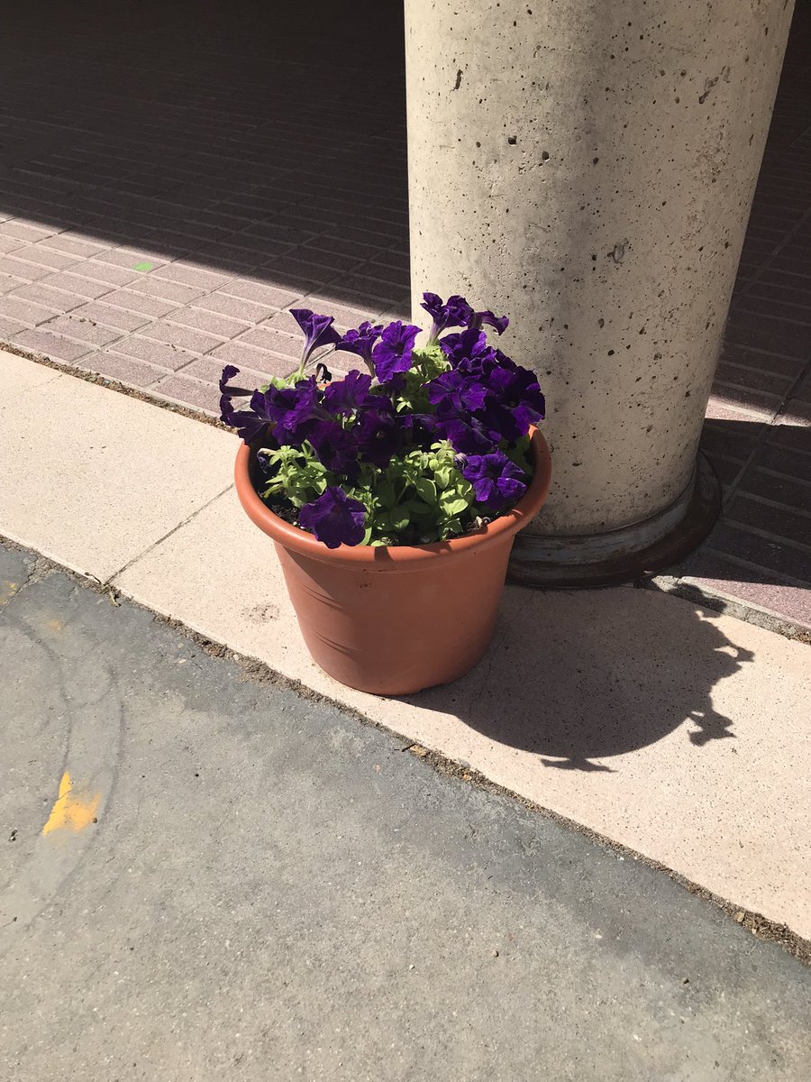 CeipPinoduero's tweet photo. El alumnado de Infantil sigue con su Proyecto de Las Flores🌸🌺 y hoy Belinda @aytotudeladuero nos ha contado cómo plantar flores de temporada. Cada niña y niño se ha llevado su maceta y… nos hemos quedado con algunas flores en el patio. Gracias Belinda. @educacyl https://t.co/Y158eUB5Cy