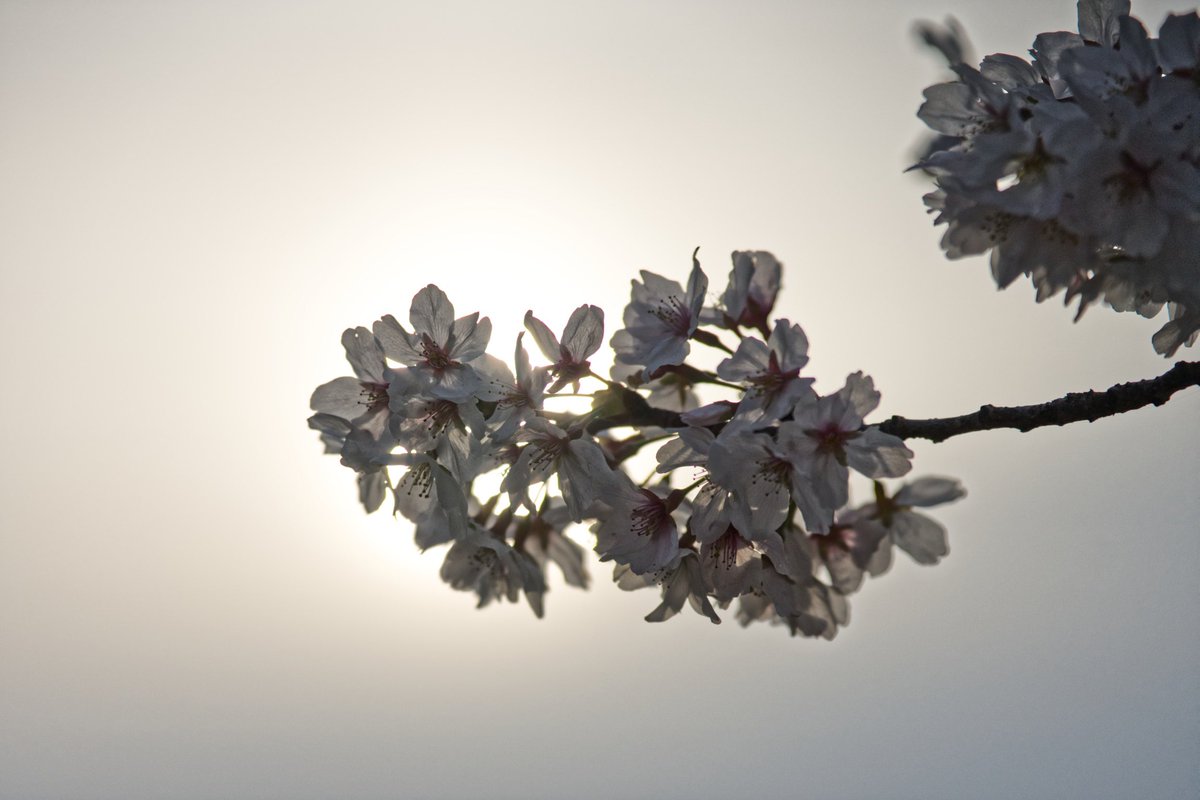 サクラトンネル🌸

#桜フォトコンテスト2023
#桜とバイク #バイクのある風景 
#ハスクバーナモーターサイクルズ