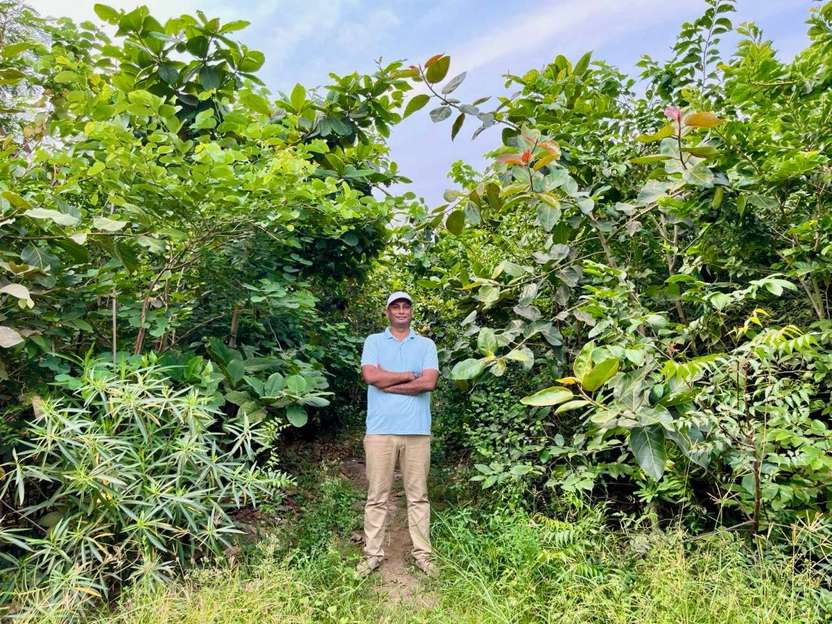 IamTreepathi's tweet image. #Transformation
#DumpingYard to #UrbanForest in just a few year
#BeforeAfter
In the Service to MotherNature
#MiyawakiForest
Location: Nisarg Udyan, #NaviMumbai 

@ErikSolheim @WeDontHaveTime @navimumbaicv @1t_org @WEFUpLink @PMOIndia @CommunityBandra @bandrainfo @mumbaimatterz