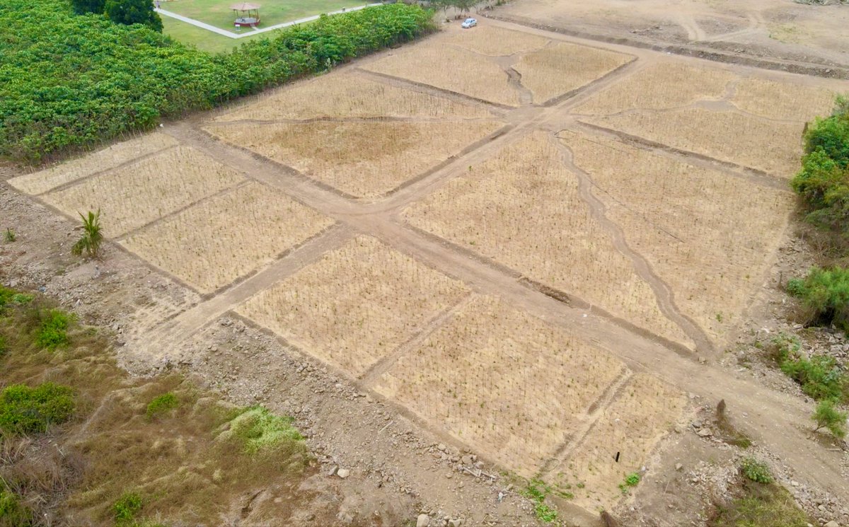 IamTreepathi's tweet image. #Transformation
#DumpingYard to #UrbanForest in just a few year
#BeforeAfter
In the Service to MotherNature
#MiyawakiForest
Location: Nisarg Udyan, #NaviMumbai 

@ErikSolheim @WeDontHaveTime @navimumbaicv @1t_org @WEFUpLink @PMOIndia @CommunityBandra @bandrainfo @mumbaimatterz