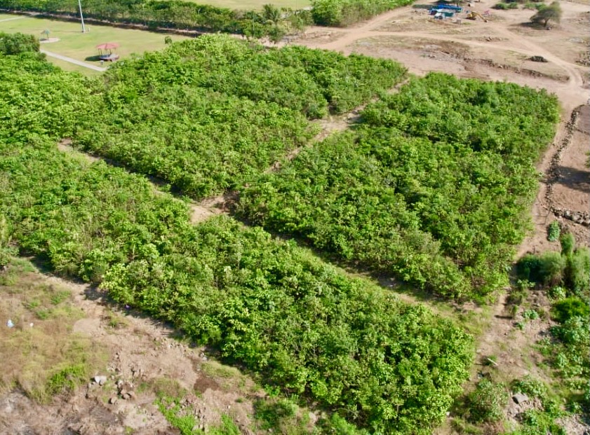 IamTreepathi's tweet image. #Transformation
#DumpingYard to #UrbanForest in just a few year
#BeforeAfter
In the Service to MotherNature
#MiyawakiForest
Location: Nisarg Udyan, #NaviMumbai 

@ErikSolheim @WeDontHaveTime @navimumbaicv @1t_org @WEFUpLink @PMOIndia @CommunityBandra @bandrainfo @mumbaimatterz