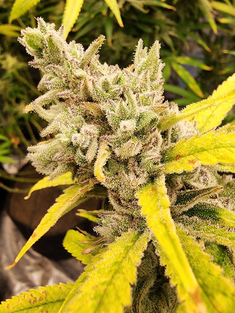PrairiePlantDad's tweet photo. Frozen BAG 🧊 getting the chop tomorrow @ day55. Found a couple nanners, but hoping it's just Rodelization. She's a foxtaily lady. I'll see how she 💨 and see if it's worth keeping around
.
.
.
#cannabisharvest #chopday #hightimes #robinhoodseeds #frozenbag #acmpr #saskgrown https://t.co/yDcSRSjapA