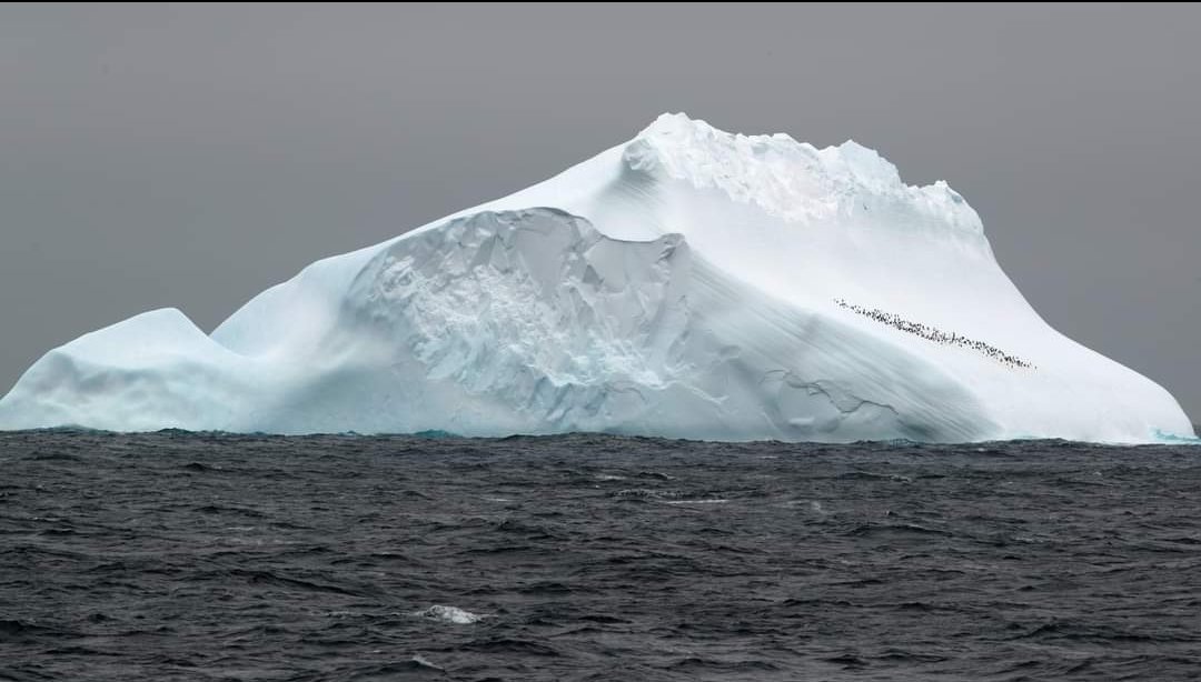 SarahKachovich's tweet photo. Happy #WorldPenguinDay 🐧🐧🐧🐧
Here is a group of chinstrap penguins hitching a ride on an iceberg, seen on #IODP #Exp382 https://t.co/umULh7RmTB