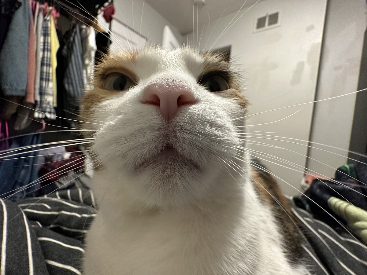 MoiraCalicoCat's tweet photo. Things have never been better  (Moira) https://t.co/GRmFI48wYO