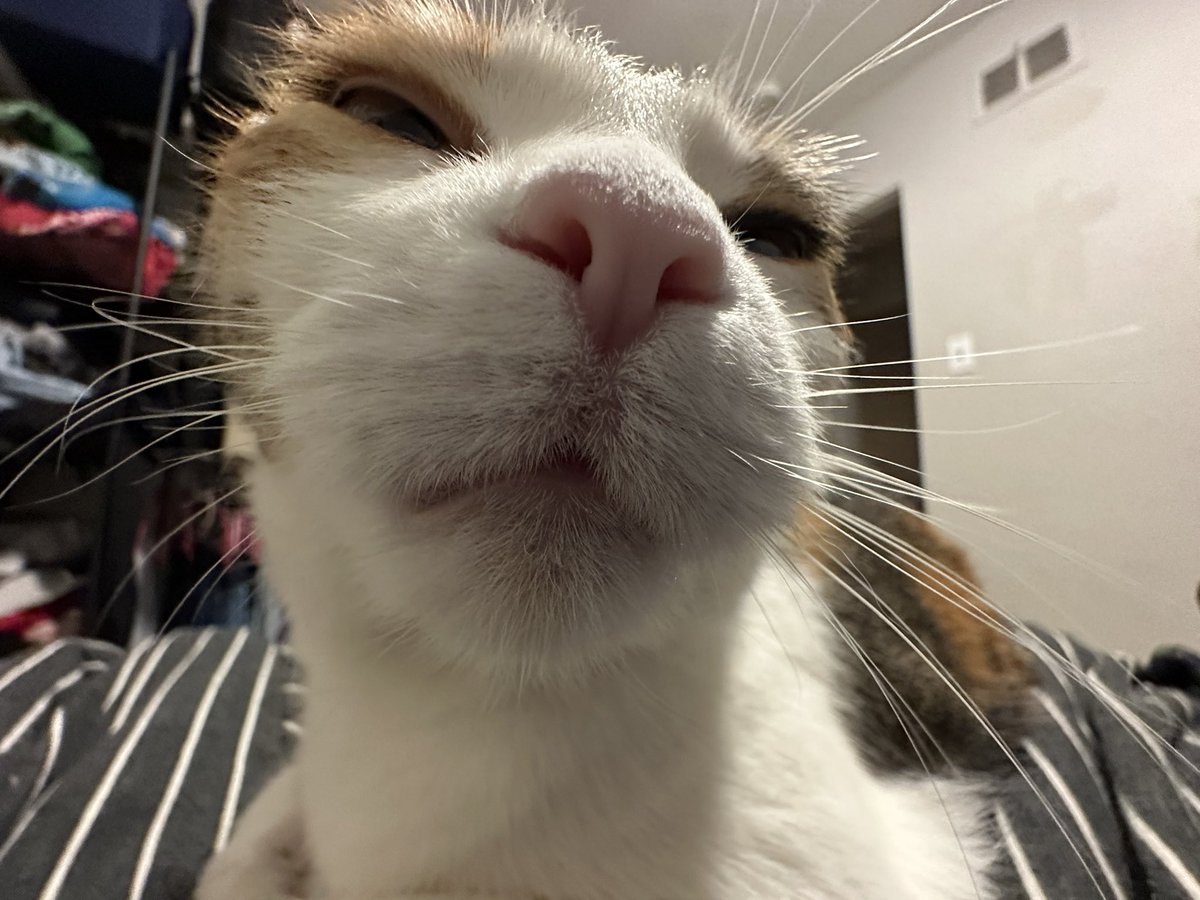 MoiraCalicoCat's tweet photo. Things have never been better  (Moira) https://t.co/GRmFI48wYO