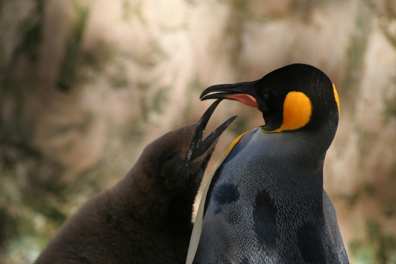 Antarctica is home to multiple species of animals that are truly some of the most majestic in the world. One of them is this incredible penguin. - domesticatedcompanion.com/like_259498/ #penguins #animals #animal