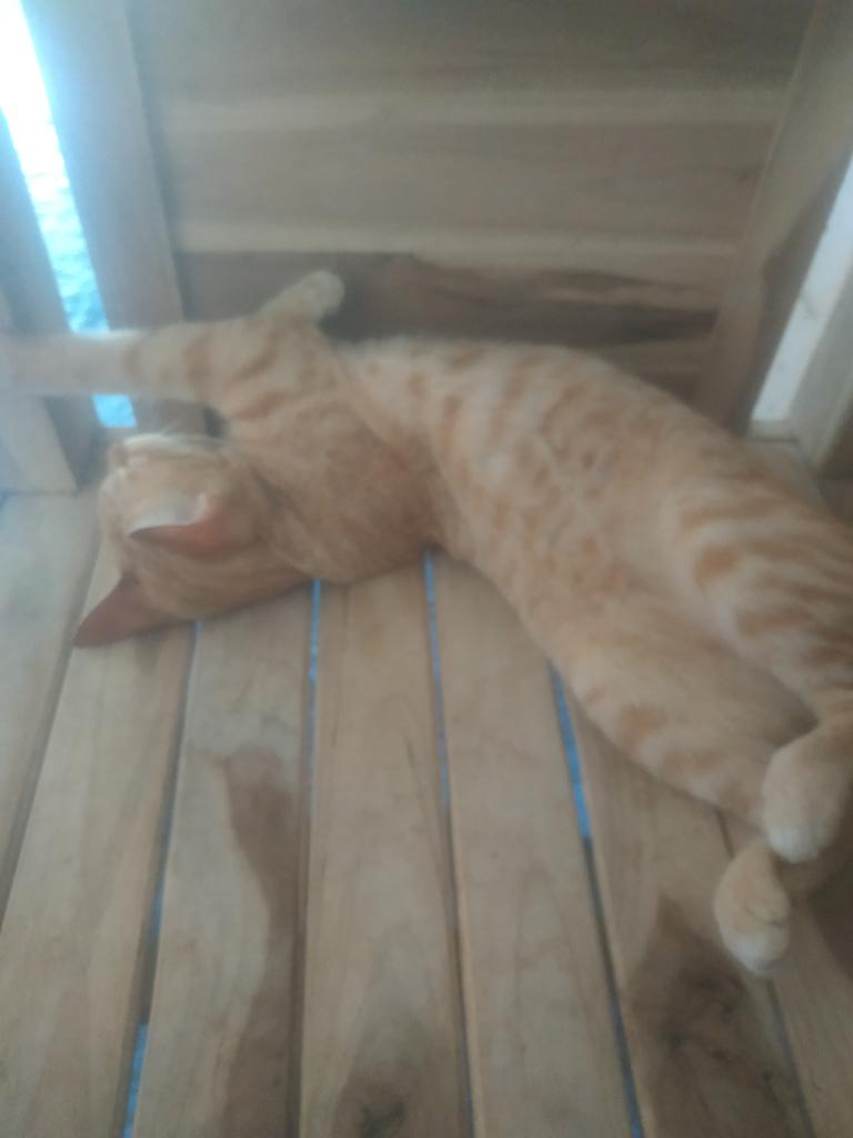 kangDie_'s tweet photo. kaki belakang hadap kemana,kaki depan sama kepala kemana. https://t.co/uAQLr5D5BM