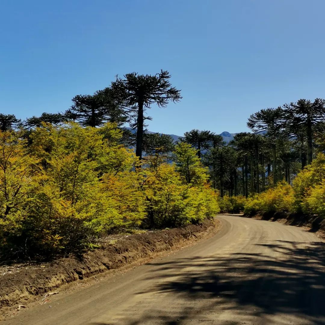 Parque Nacional Conguillio - IX Región de la Araucanía.

Imágenes: Trekking_chile.