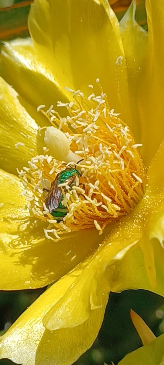 The largest and most beautiful prickly-pear cactus (Opuntia humifusa) I've ever seen in situ! Their bright yellow flowers are producing loads of pollen: an important food source for bees like this leafcutter bee and brown-winged striped sweat bee. 🤩🌵🐝