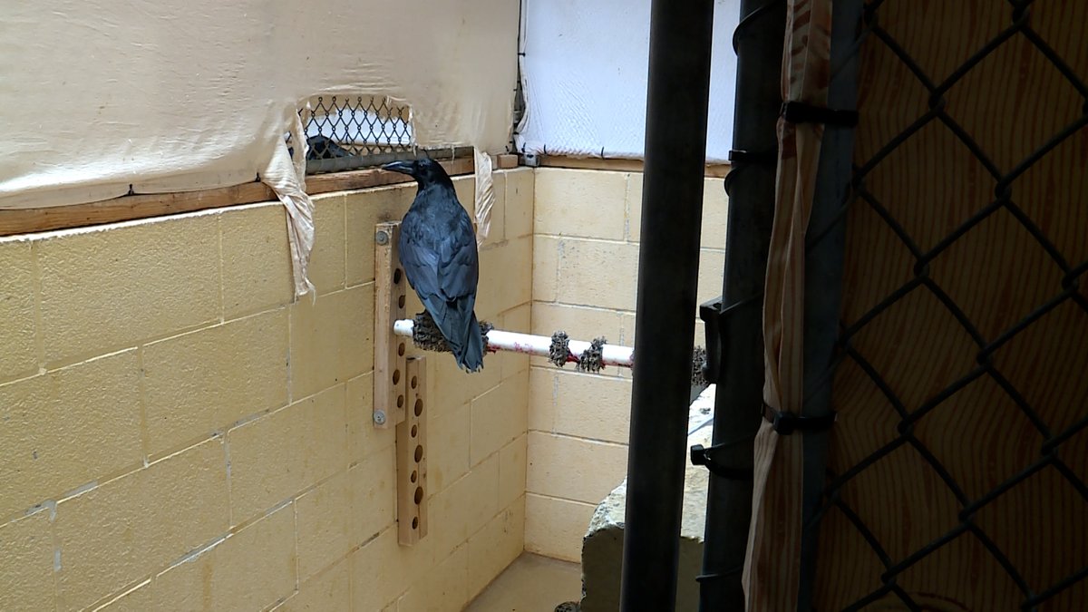 KSL_AlexCabrero's tweet photo. The Wildlife Rehabilitation Center for Northern Utah was recently told by Ogden City it will have to move by September. 4000+ animals are brought here a year after being injured. We're doing a story with the facility for our @KSL5TV 5:00 and 6:30 newscasts. #ksltv https://t.co/wokW5zy9G2
