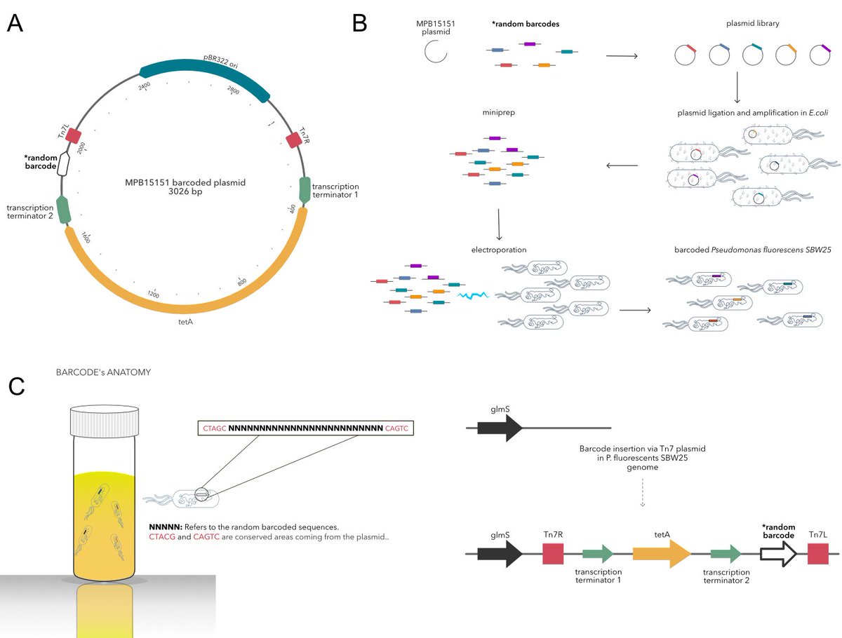 Our work with @RaineyLab &amp; <a href="/andydfarr/">Andy Farr</a>  on barcoding bacterial populations is online trebuchet.public.springernature.app/get_content/9e…. Barcoded populations are promising in solving complex questions requiring high statistical power. There is more on the way. Stay tuned!  😊