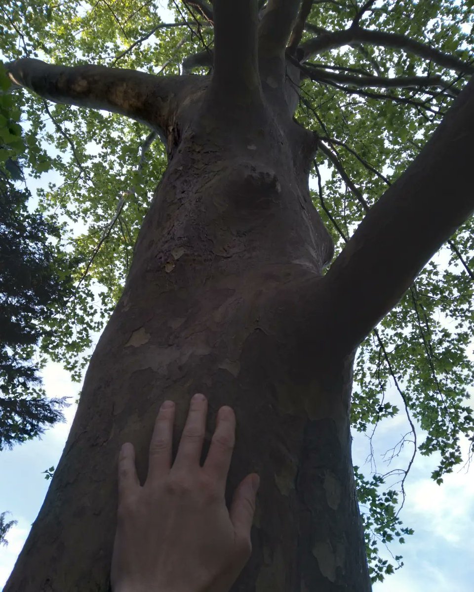 mooninabucket's tweet photo. Find you a woman who knows a good climbing tree when she sees one.
#writingcommunity #writer #stillwild #youcantakethegirloutofmontana #youcantakethegirloutofthemountains #treelover #arborealsoul #arborealmother #donttrythisathome https://t.co/GkDPK8icGf