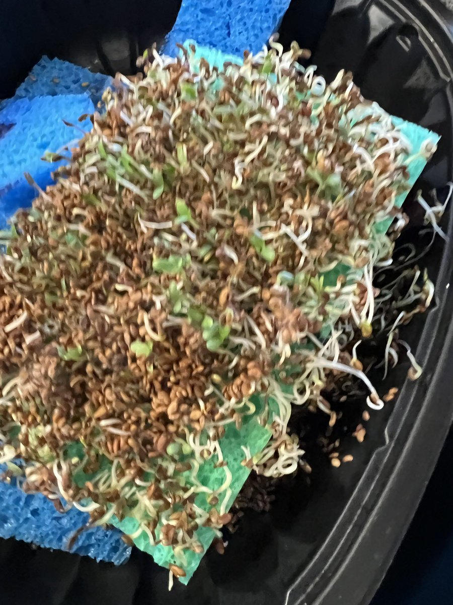 Will a house of Alfalfa Seeds Sprout in a homemade greenhouse? ….. Look and see the growth over the span of 7 days!! Fun and engaging activity as we observe growth daily! 🤩
Each house is unique~ some have front or back yards!

#EliseMiddleSchool
#lovemyschoolcommunity