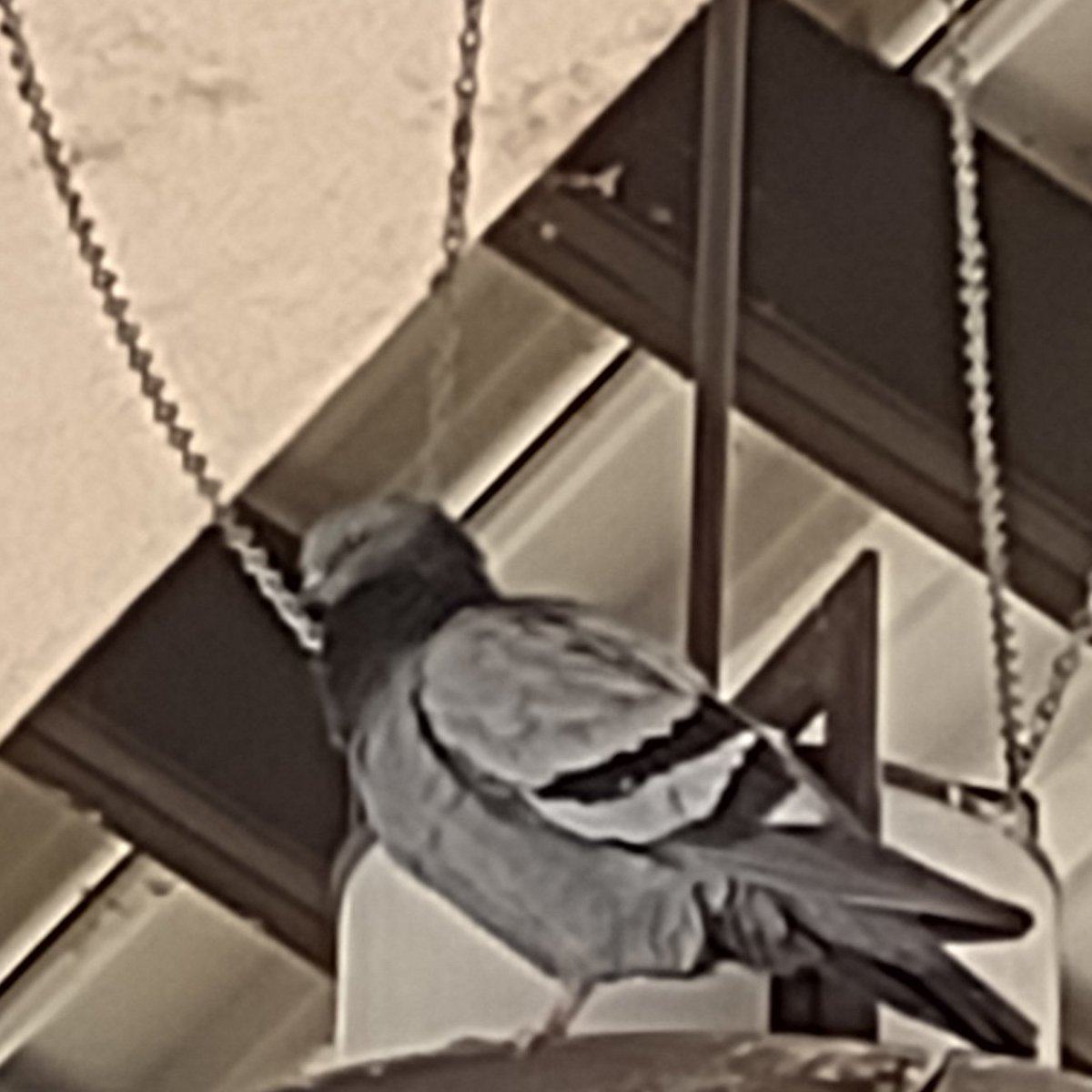 Junerzed's tweet photo. PIGEON!! https://t.co/KYZDaZiIxC