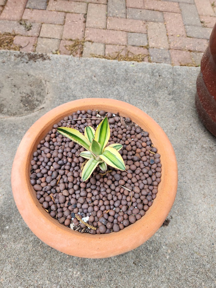 Propagating some plant pups this week. Fingers crossed they grow. #retirementjoy