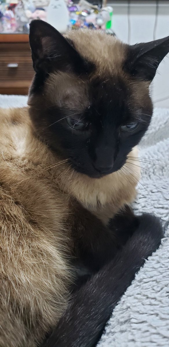 electrolucca's tweet photo. Ive posted about this in every single place by now but its still hard to fully wrap my head around the fact that you will not be with me anymore.
You were literally my whole life for 16 years and I think i will never get over losing you https://t.co/k2FN1XwmE8