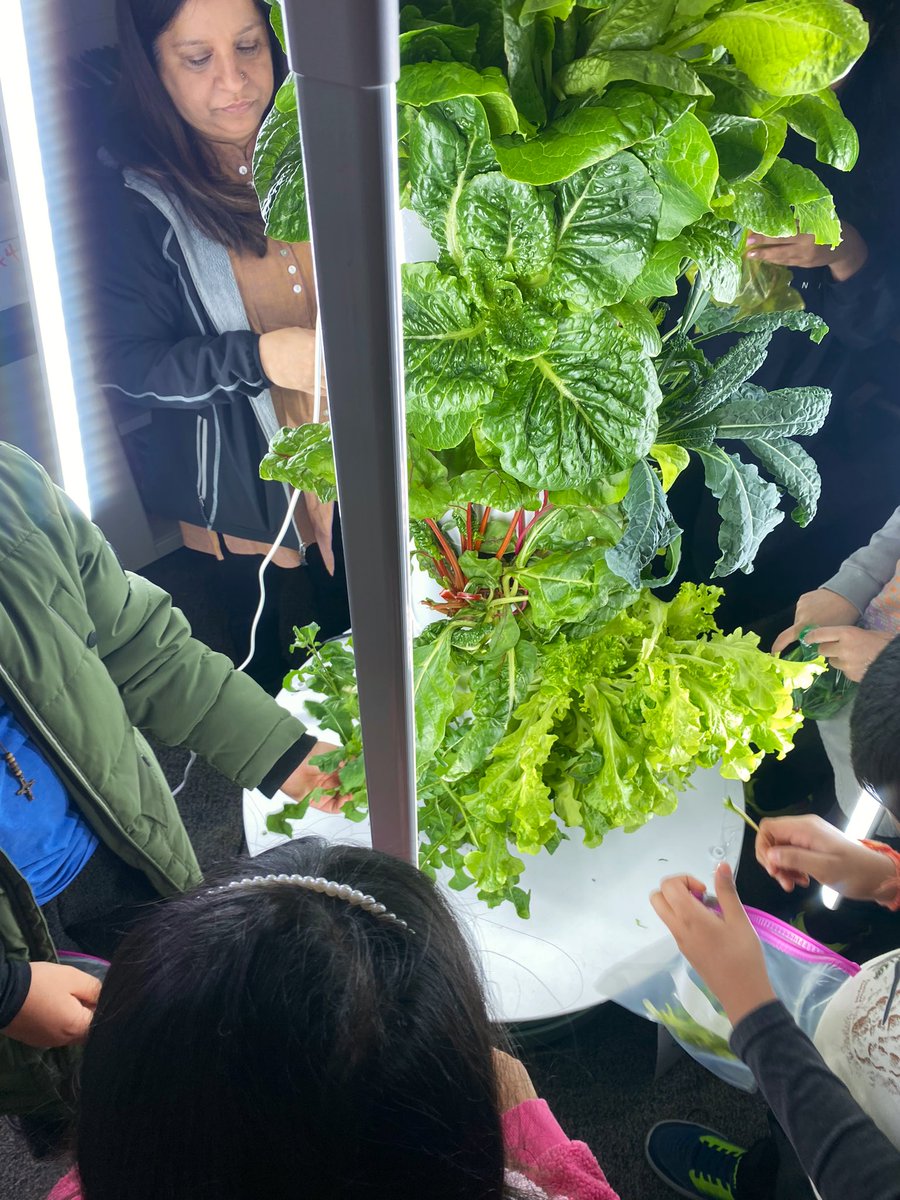 D54ArmstrongArt's tweet photo. 🪴 Harvest Day 🪴 Today was our first harvest day in Garden Club! Ss took home a bag of different lettuces from our @TowerGarden ! We even did some taste tests 🍃 &amp; measured our PH levels! #D54 #D54Armstrong https://t.co/4qdOUDX9m3