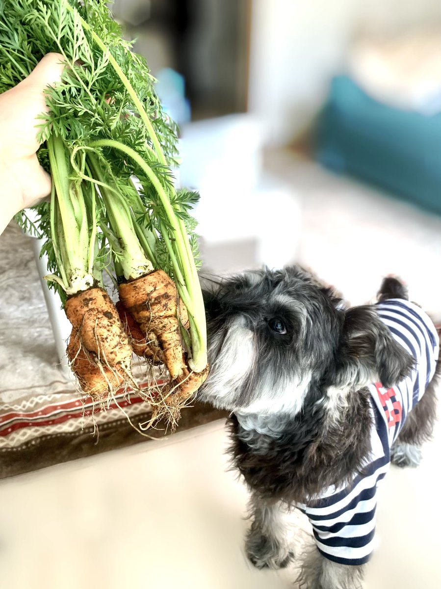 acp_0308's tweet photo. 近所のばーちゃんからにんじん貰ったで🥕

#犬のいる暮らし #ミニチュアシュナウザー https://t.co/C1glikPtrz