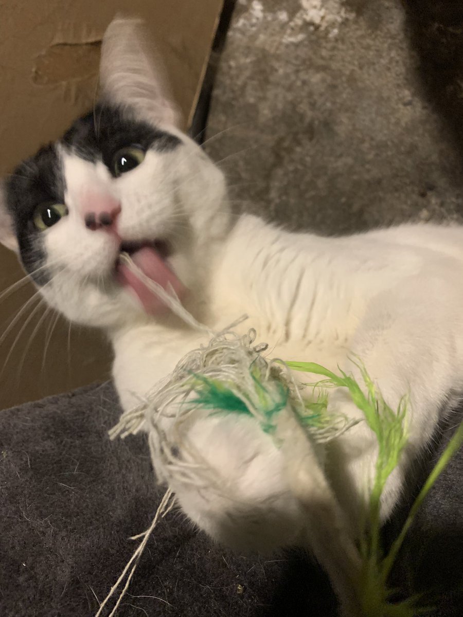 ☭︎Kytten☭︎✨(He/Him) (@kyttenattax) on Twitter photo 