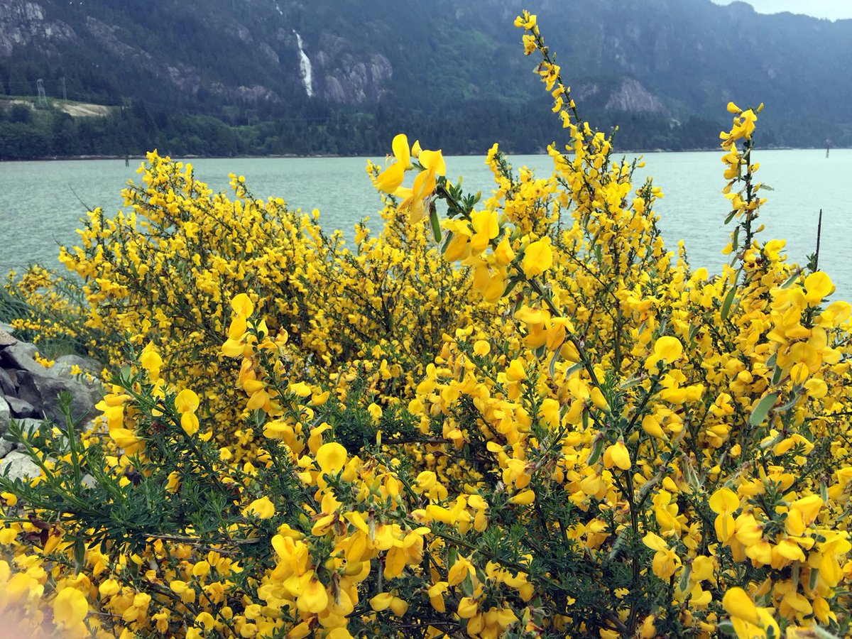 ISCBC's tweet photo. Scotch broom may be attractive, but its impact on biodiversity is not. A big step forward has been taken in the battle against this #InvasiveSpecies. 🫵 Learn how you can help #Broombusters manage it: https://t.co/YIqUR9HvRF
#Biodiversity #Conservation
📷JLeekie https://t.co/cgQXWSyiNy