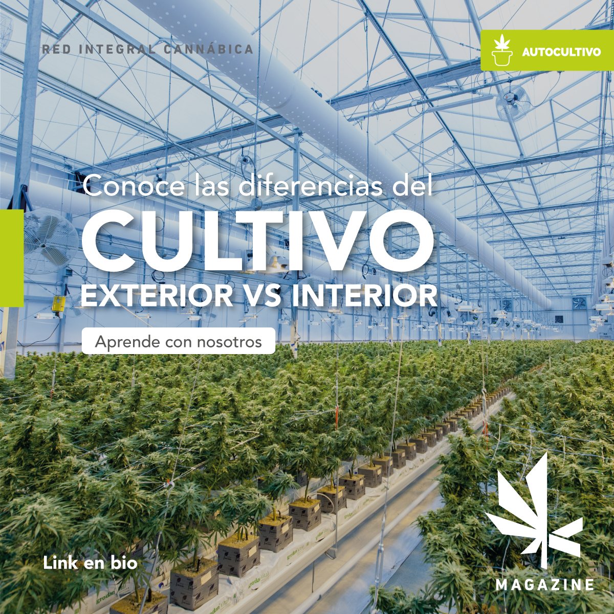 kiefmx's tweet photo. ¡Hoy es Martes de Cultivo! 🪴
Este marte hablamos de lo mejor del cultivo de interior y de exterior.
Entra al KIEF Magazine
⬇️⬇️⬇️
https://t.co/BXht3eYjFB
#Kief #RedIntegralcannabica #cultivo #autocultivo #WeedYourLife #Jointus #semilla #cannabismexico #magazine #experience https://t.co/bvG6MdPVWR