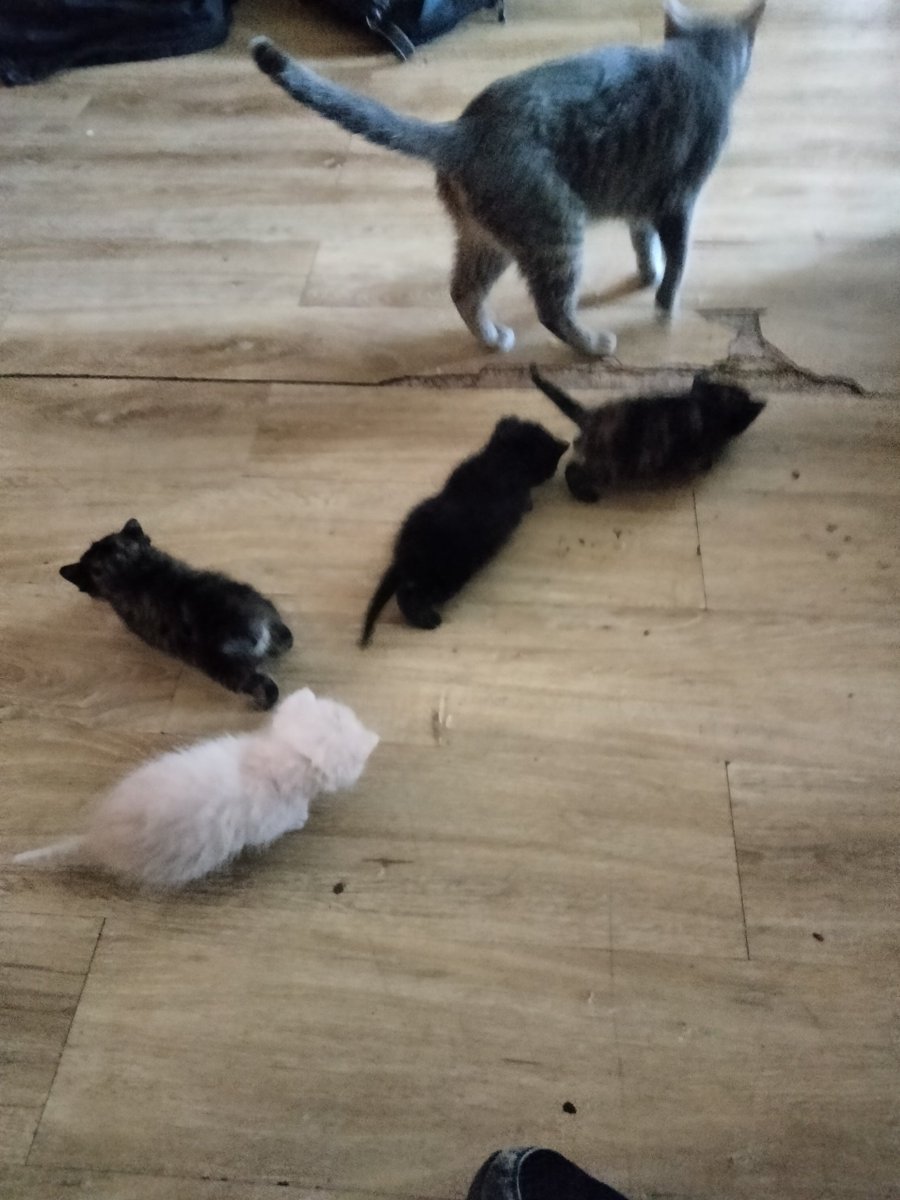 evilvinnie313's tweet photo. Mama and her babies https://t.co/l6D9MgVb1I