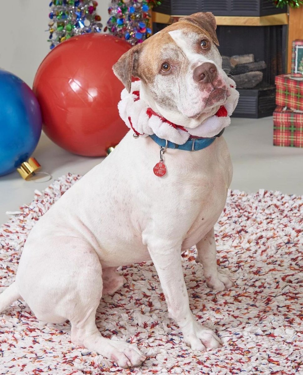 linsumit's tweet photo. This is Sam. He's a good boy. Sam has been at Animal Friends for over 1,000 days. Please go meet Sam and see if he is the dog for you. https://t.co/WAlvar3QzA