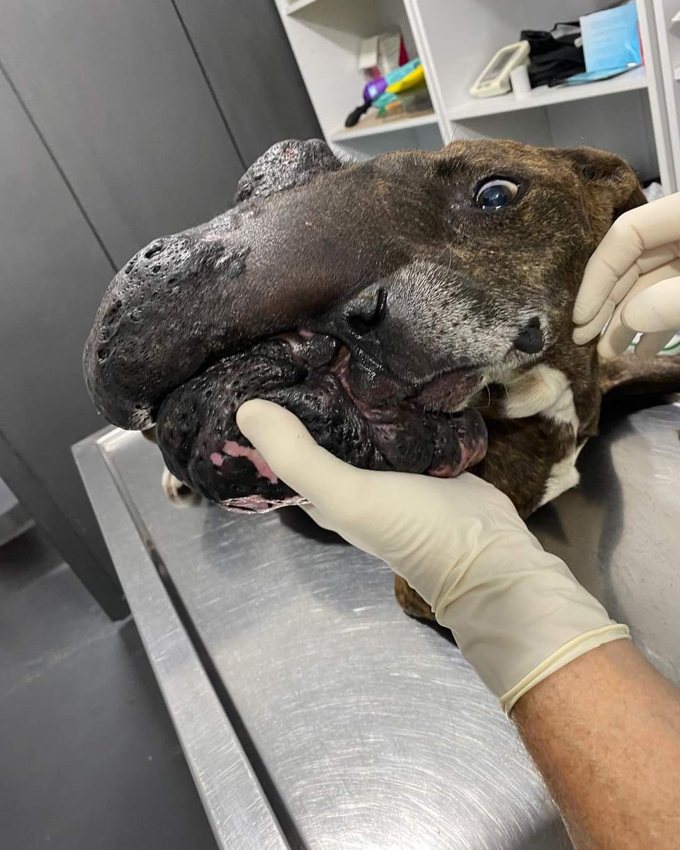 ASHcomUY's tweet photo. Rafaela hoy se sometió a su primer cirugia, fue una larga cirugía para extirpar solo el 30 % de su tumor de anexos de la piel.
Lamentablemente es una cirugía que se debe de hacer en etapas, sangra muchísimo, es muy complejo de remover una masa tan grande, sumado a que esta muy.. https://t.co/vfo1ZuzxDn