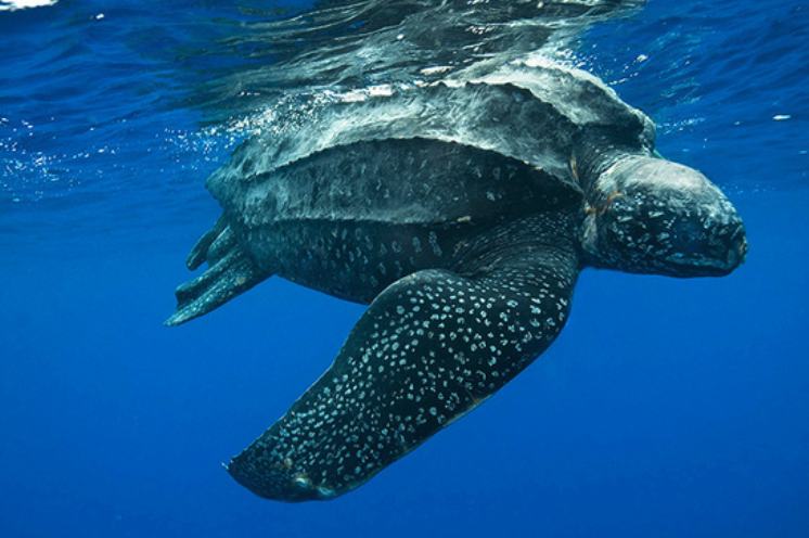 FarallonesNews's tweet photo. 🐢Leatherback turtles have been swimming the seas for over 100 million years but they currently face many threats globally including pollution, climate change & poaching. @GFCBSanctuaries are critical habitat for these endangered species! #SeaTurtleTuesday #TheMoreYouNOAA https://t.co/mTpEiNJtQh